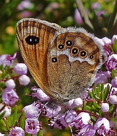 Dusky Heath - Coenonympha-dorus © Teresa Farino